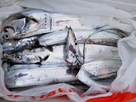 オーフリー 釣果