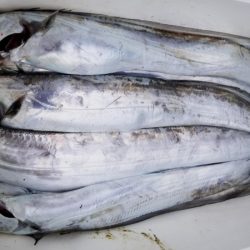 オーフリー 釣果