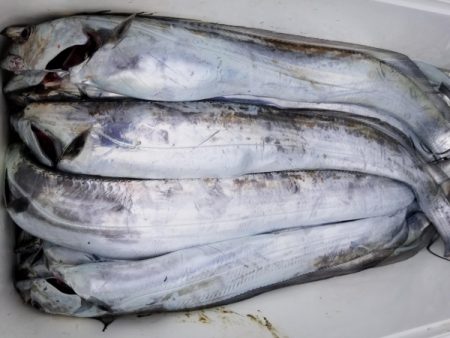 オーフリー 釣果