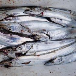 オーフリー 釣果