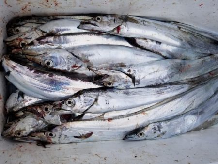 オーフリー 釣果