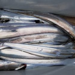 オーフリー 釣果