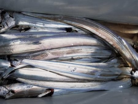 オーフリー 釣果