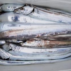 オーフリー 釣果