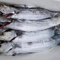 オーフリー 釣果