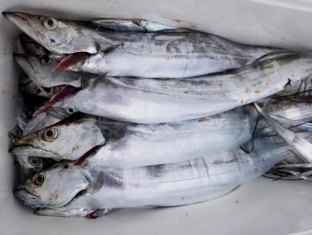 オーフリー 釣果