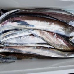 オーフリー 釣果