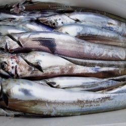 オーフリー 釣果