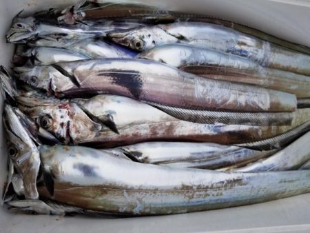 オーフリー 釣果