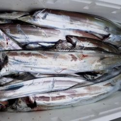 オーフリー 釣果