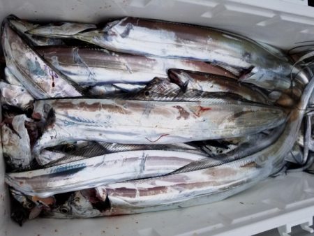 オーフリー 釣果