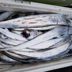 オーフリー 釣果