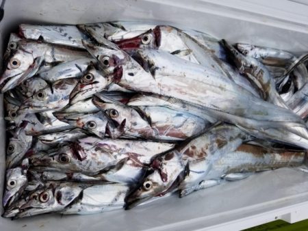 オーフリー 釣果