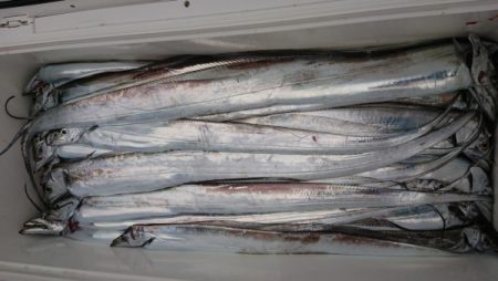 オーフリー 釣果