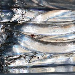 松本釣船２ 釣果