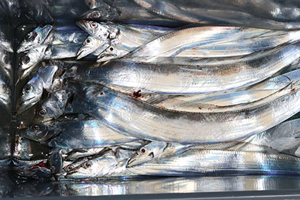 松本釣船２ 釣果