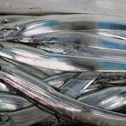 松本釣船２ 釣果