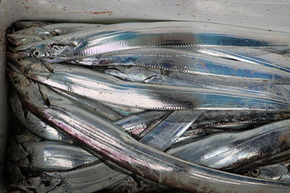 松本釣船２ 釣果