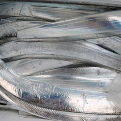 松本釣船２ 釣果