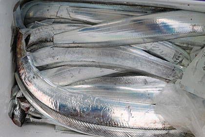 松本釣船２ 釣果