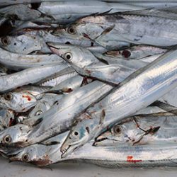 松本釣船２ 釣果