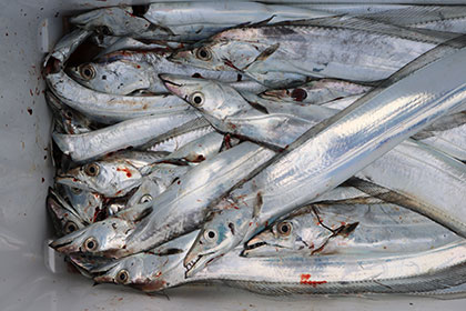 松本釣船２ 釣果