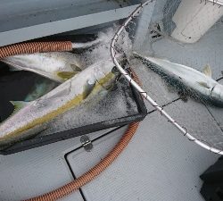 海龍丸（福岡） 釣果