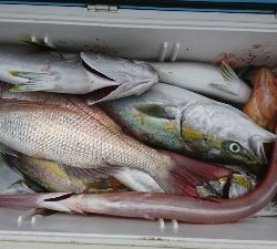 海龍丸（福岡） 釣果