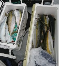 海龍丸（福岡） 釣果