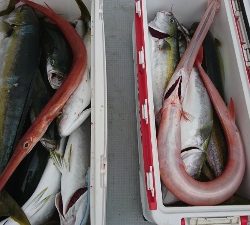 海龍丸（福岡） 釣果