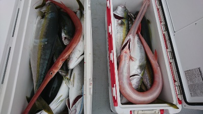海龍丸（福岡） 釣果