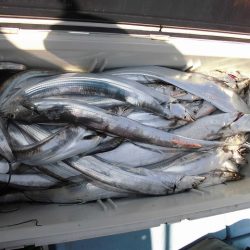 十八宝洋丸 釣果