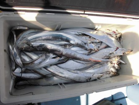 十八宝洋丸 釣果