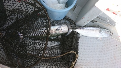 海龍丸（福岡） 釣果