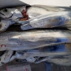 オーフリー 釣果