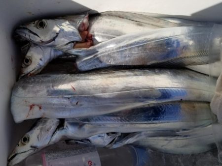 オーフリー 釣果