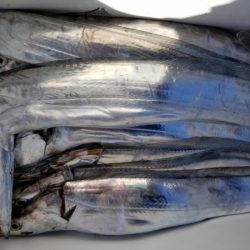 オーフリー 釣果