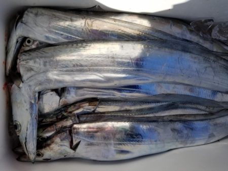 オーフリー 釣果