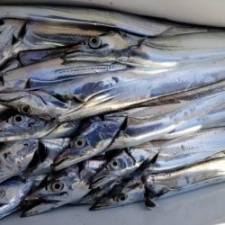 オーフリー 釣果