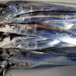 オーフリー 釣果