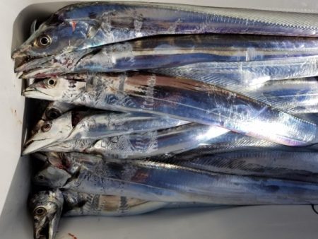 オーフリー 釣果