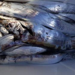 オーフリー 釣果