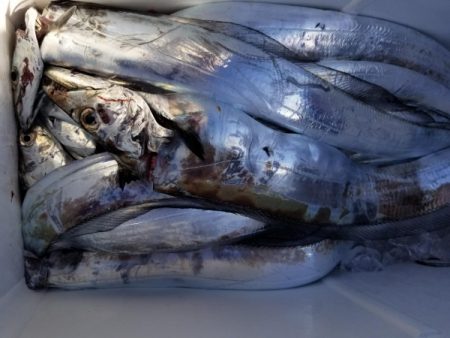 オーフリー 釣果