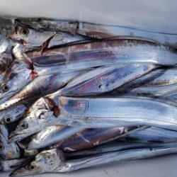 オーフリー 釣果