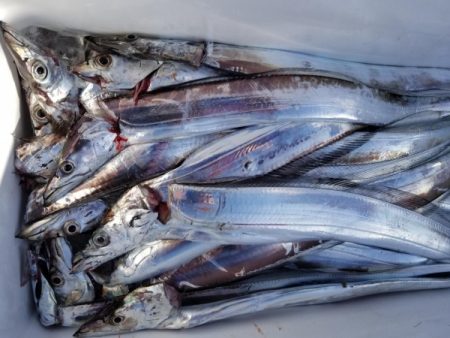 オーフリー 釣果