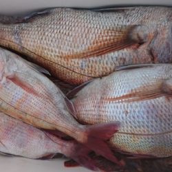 オーフリー 釣果