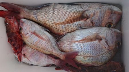 オーフリー 釣果