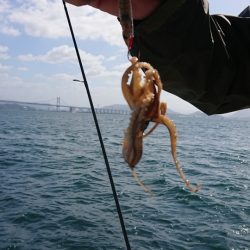 オーフリー 釣果