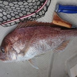 オーフリー 釣果