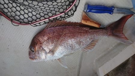 オーフリー 釣果